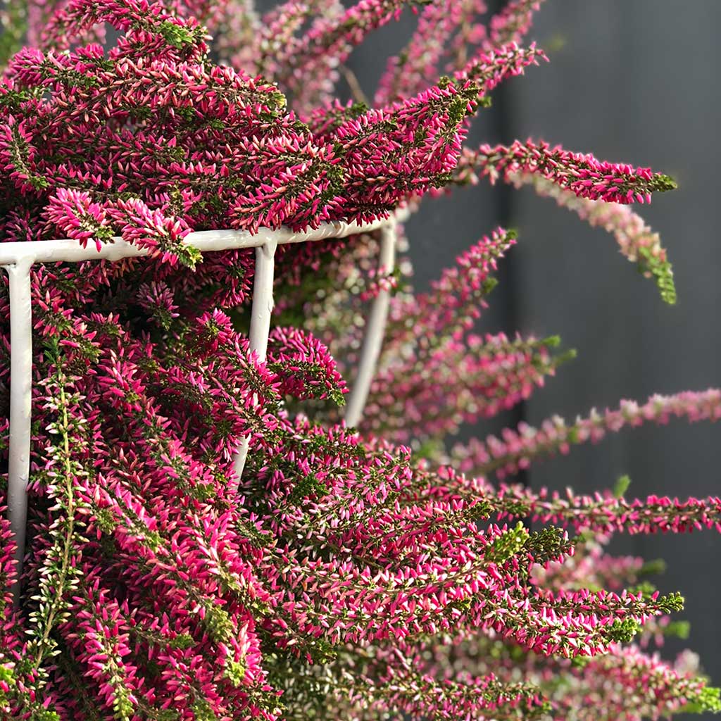 Basket Obelisk - Image 4