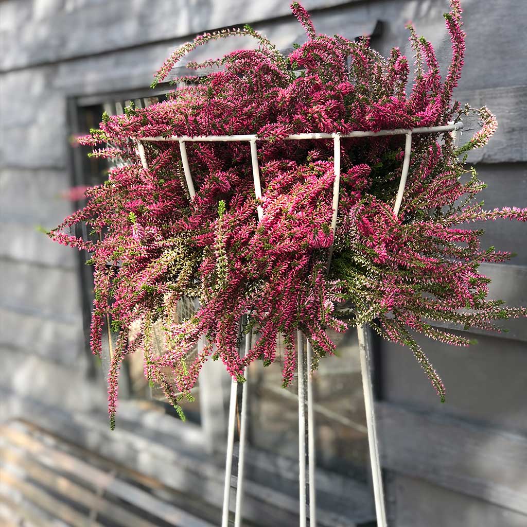 Basket Obelisk - Image 5