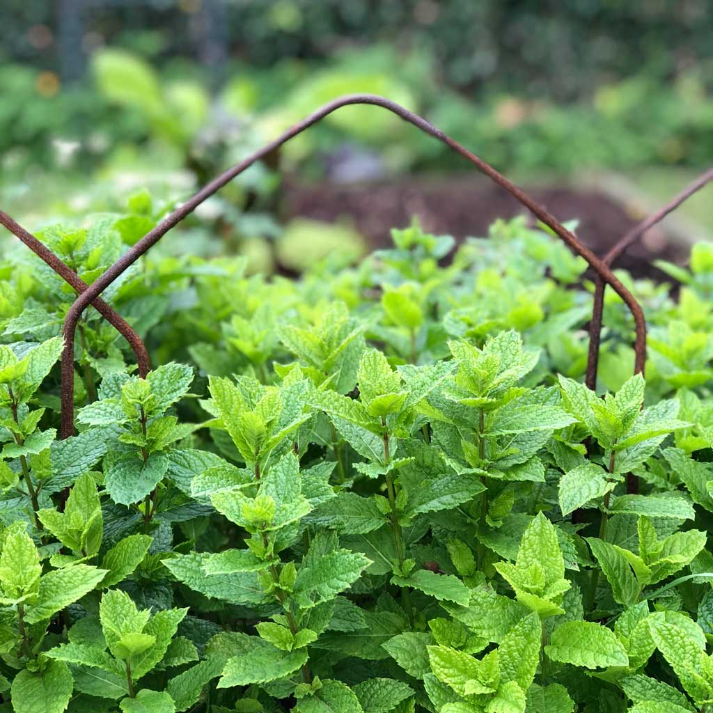 Round Border Edging Hoops (Pack of 6) - Image 6