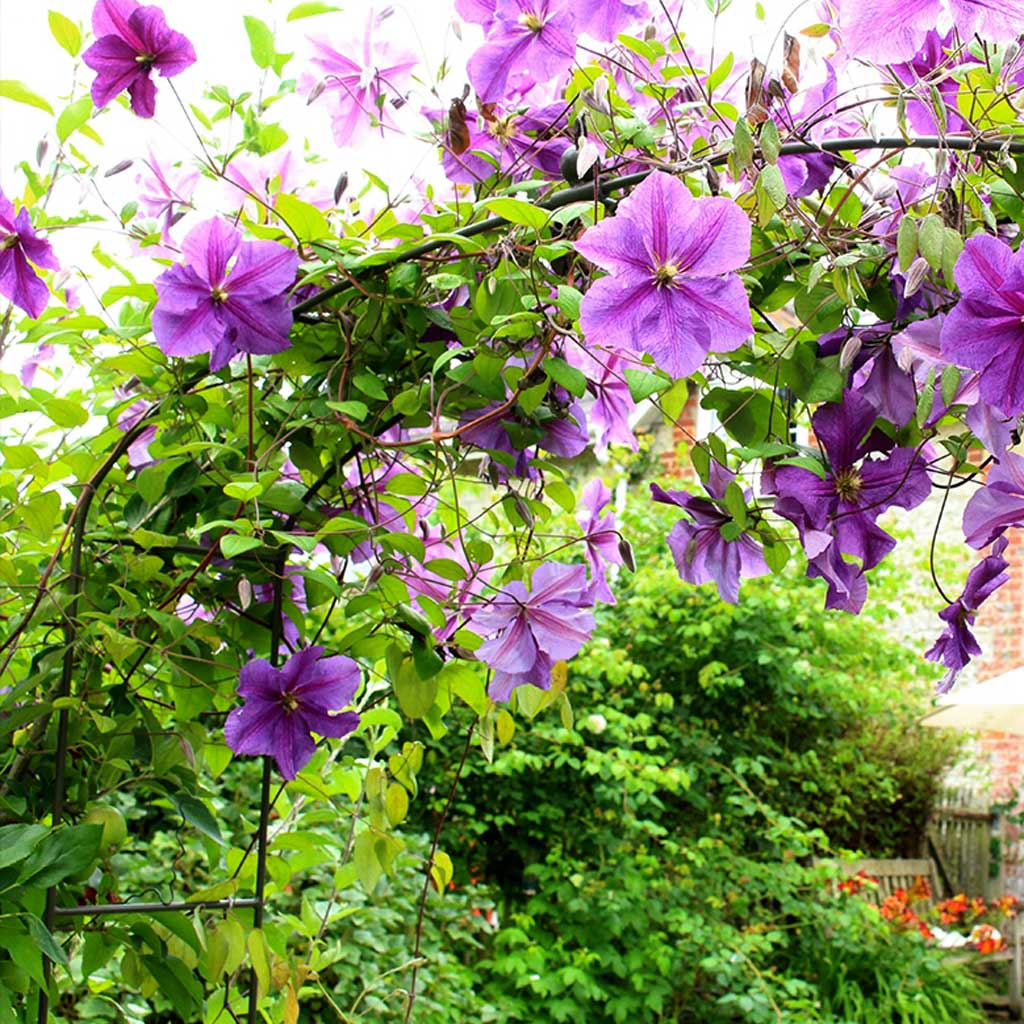 Elegance Fine Arch - Image 4