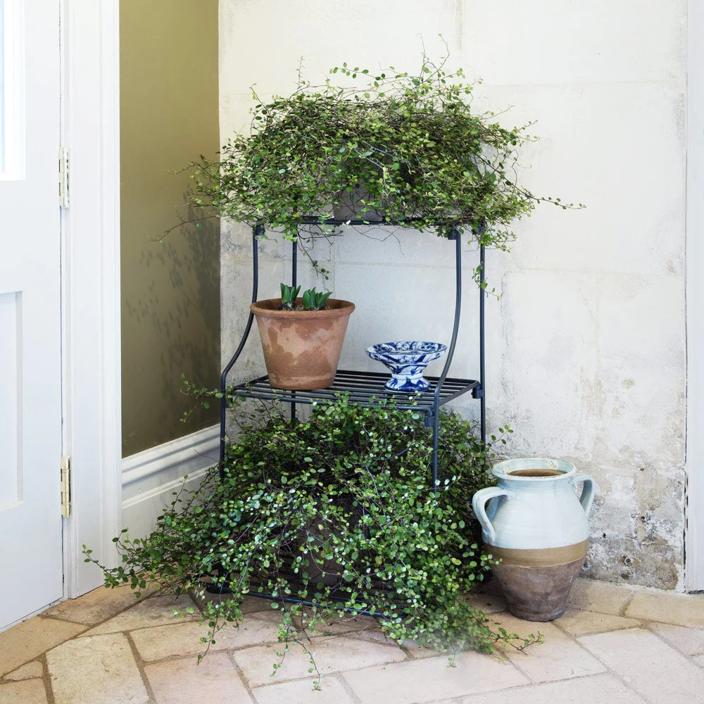 Elegance Narrow Tiered Plant Stand - Image 3