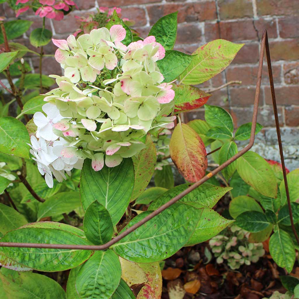 Elegance Plant Support - Image 4