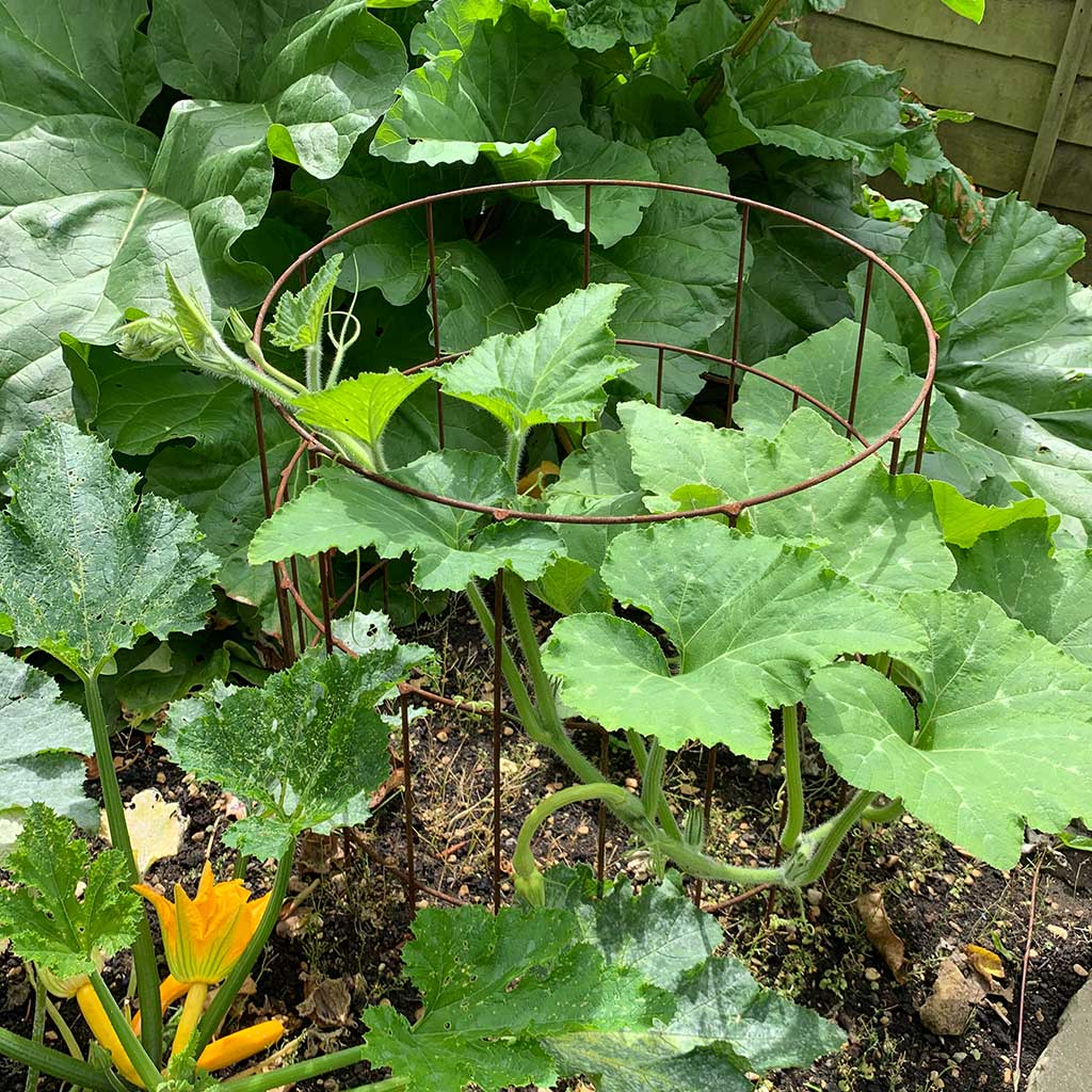 Elegance Round Plant Support - Image 4