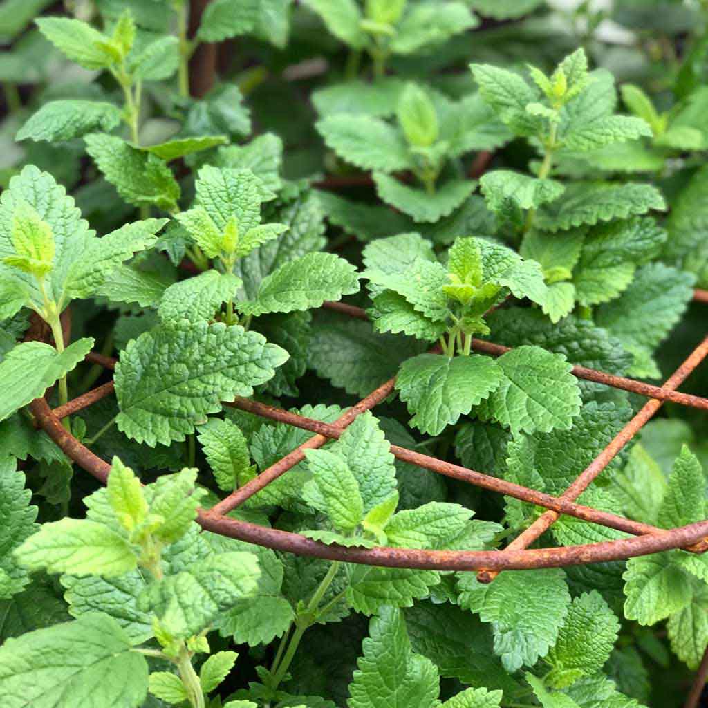 Elegance Round Grow Through Frame - Image 3