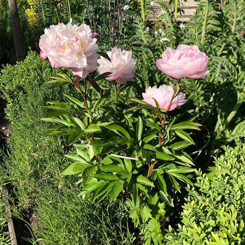 Fluted Peony Support - Image 5