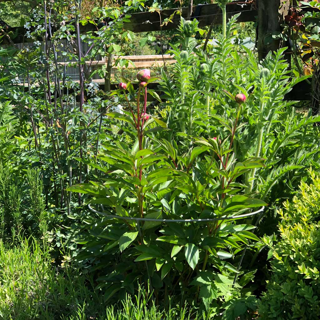 Fluted Peony Support - Image 6