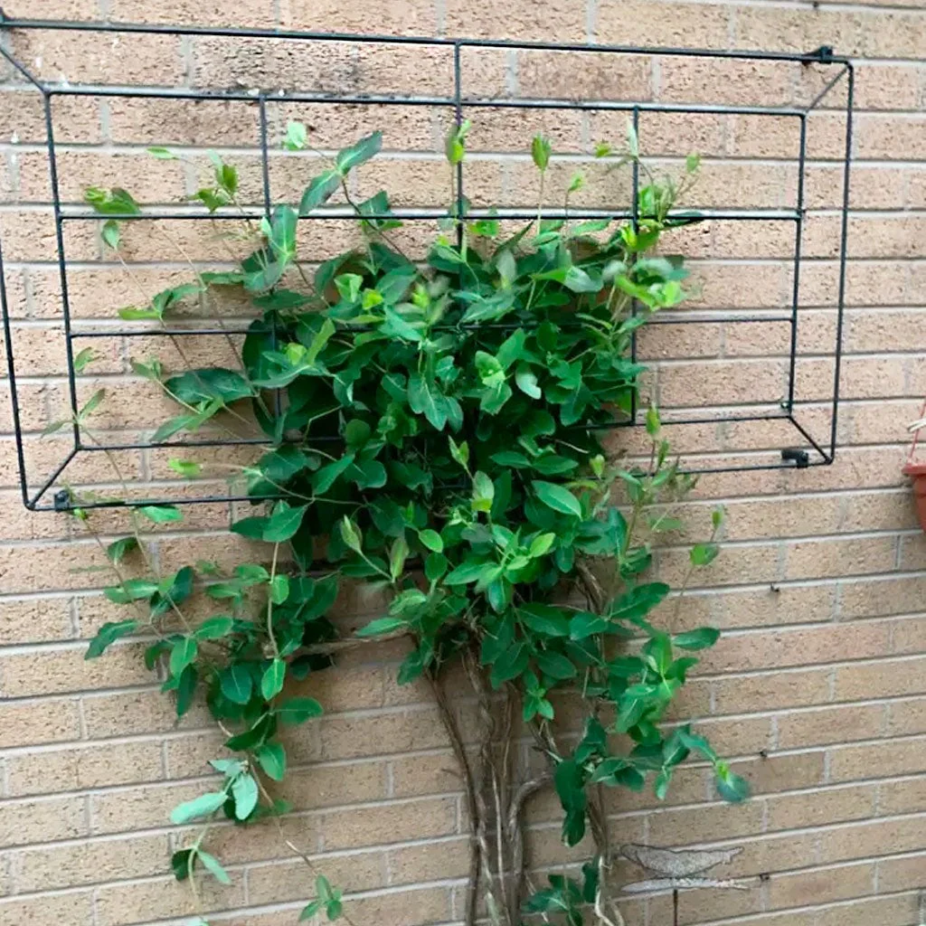 Georgian Window Trellis - Image 4