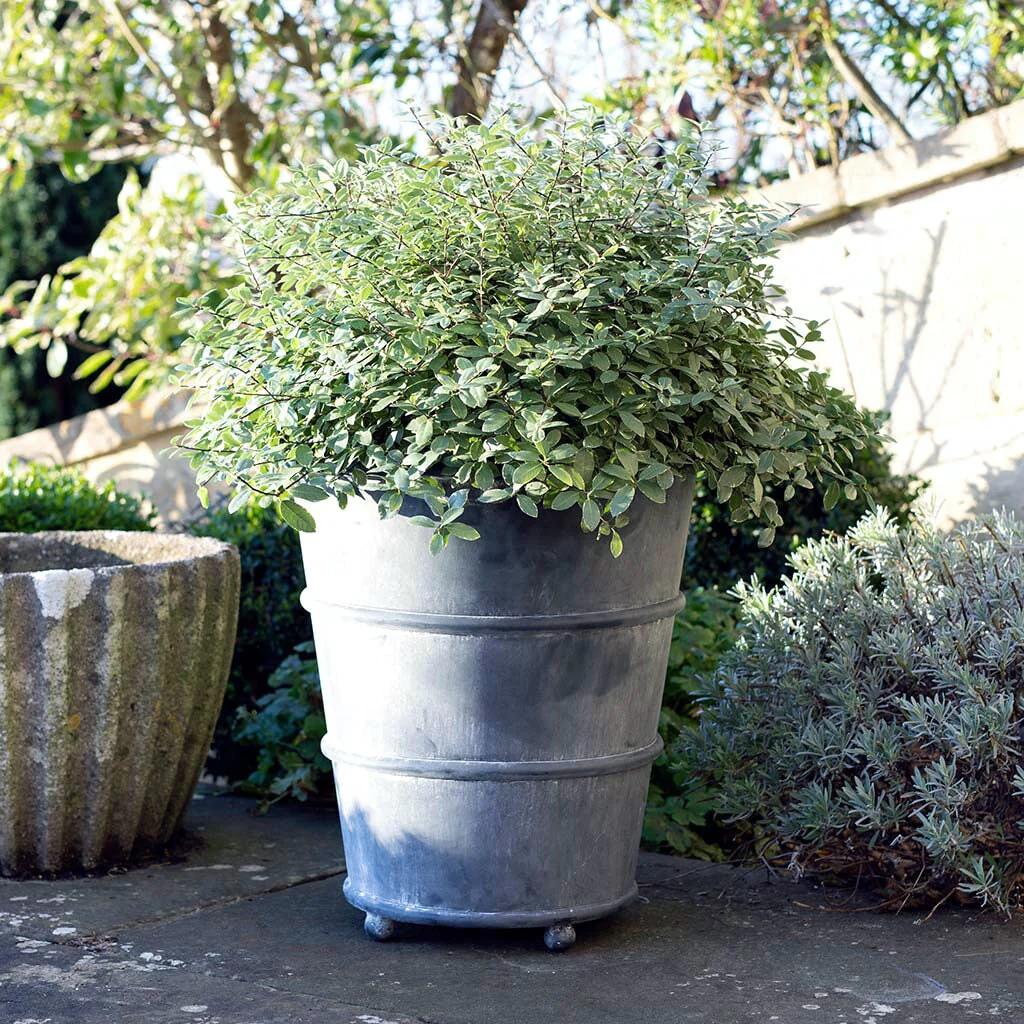 Classic Hooped Zinc Planter - Image 5