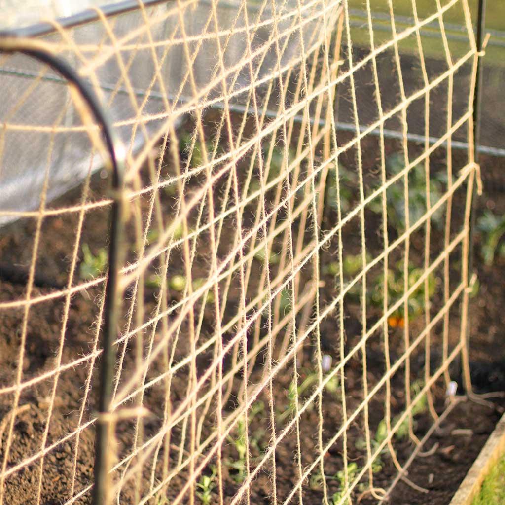 Pea & Bean Hoops - Image 3