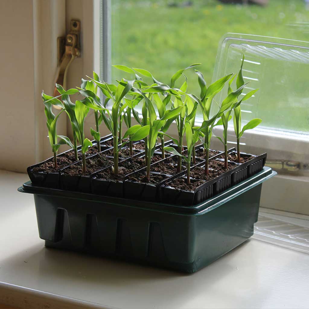 Rapid Rootrainers - Image 3