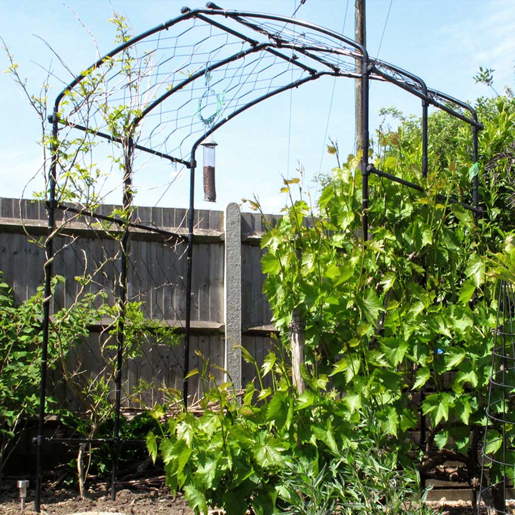 Vine Arch - Image 3